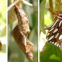 Lagarta das folhas