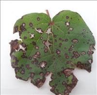 Mancha de alternaria
