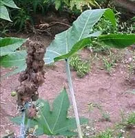 Mancha de alternaria