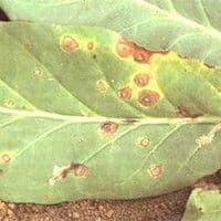 Mancha de alternaria