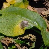 Mancha de alternaria