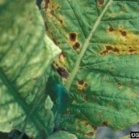 Mancha de alternaria