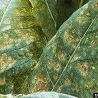 Mancha de alternaria