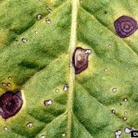 Mancha de alternaria