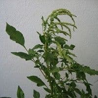 Caruru