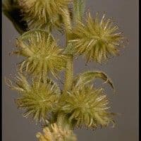 Artemisa