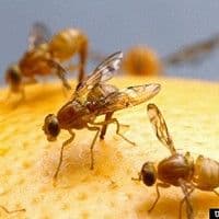 Mosca das frutas