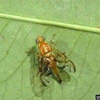 Mosca das frutas