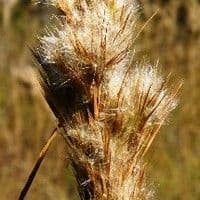 Barba de prata