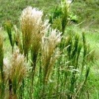 Barba de prata