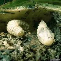 Bicudo