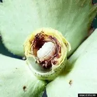Bicudo