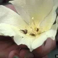 Bicudo