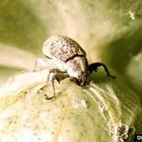Bicudo