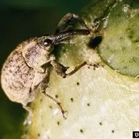 Bicudo