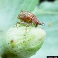 Bicudo