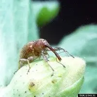 Bicudo