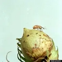 Bicudo