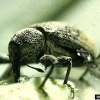 Bicudo