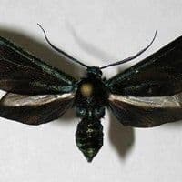 Lagarta perfuradora