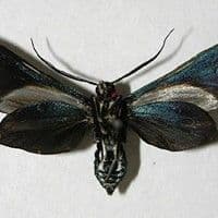 Lagarta perfuradora