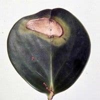Ascoquitose