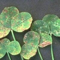 Mancha negra de primavera