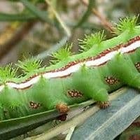 Lagarta das folhas