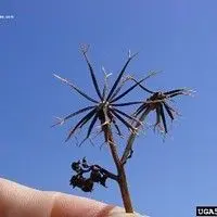 Picão preto