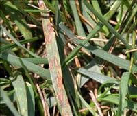 Mancha foliar