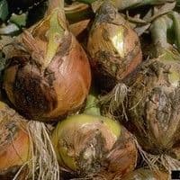 Queima das pontas
