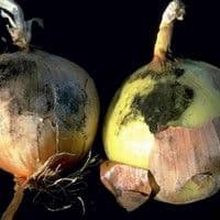 Queima das pontas