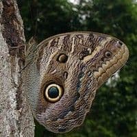 Lagarta das folhas