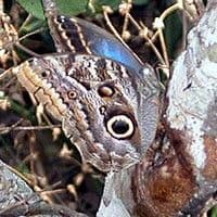 Lagarta das folhas