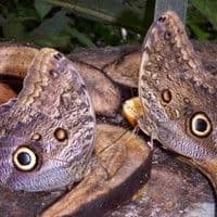 Lagarta das folhas