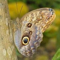 Lagarta das folhas