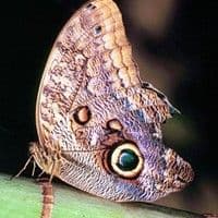 Lagarta das folhas