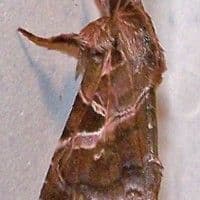 Lagarta das flores