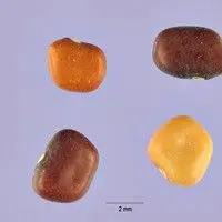 Calopogônio