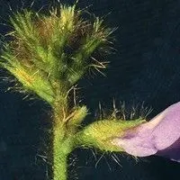 Calopogônio