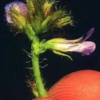 Calopogônio