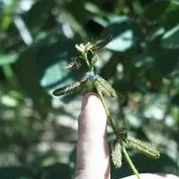 Calopogônio