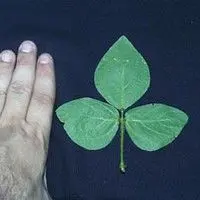 Calopogônio