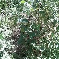 Calopogônio