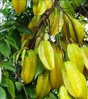Carambola