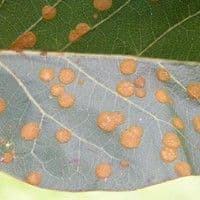 Mancha de alga