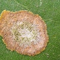 Mancha de alga