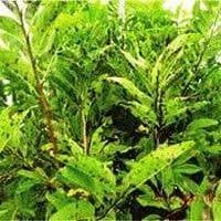 Mancha de cercospora