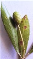 Cercosporiose