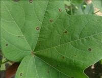 Mancha-de-cercospora